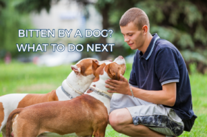 A dog owner petting his dogs in a park.