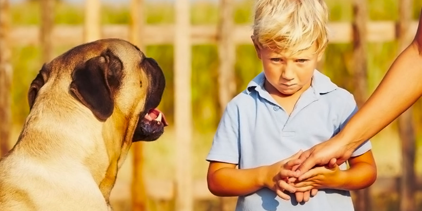 what to do if a dog attacks a child