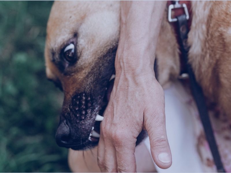 Alaska dog bite lawyer