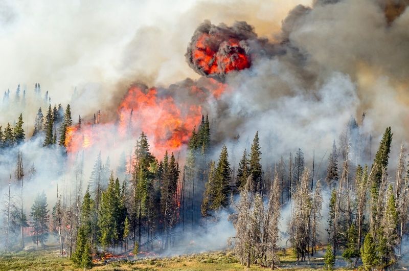 Wildfire burning through a forest.
