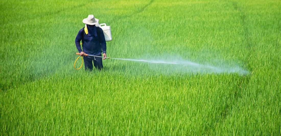 Farmers are spraying crops in a green field. Image of man spraying pesticides on a field