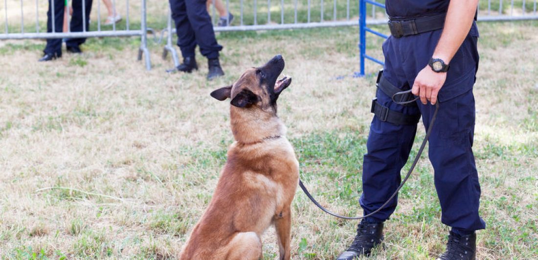Policeman with Belgian Malinois police dog Image of police man with dog