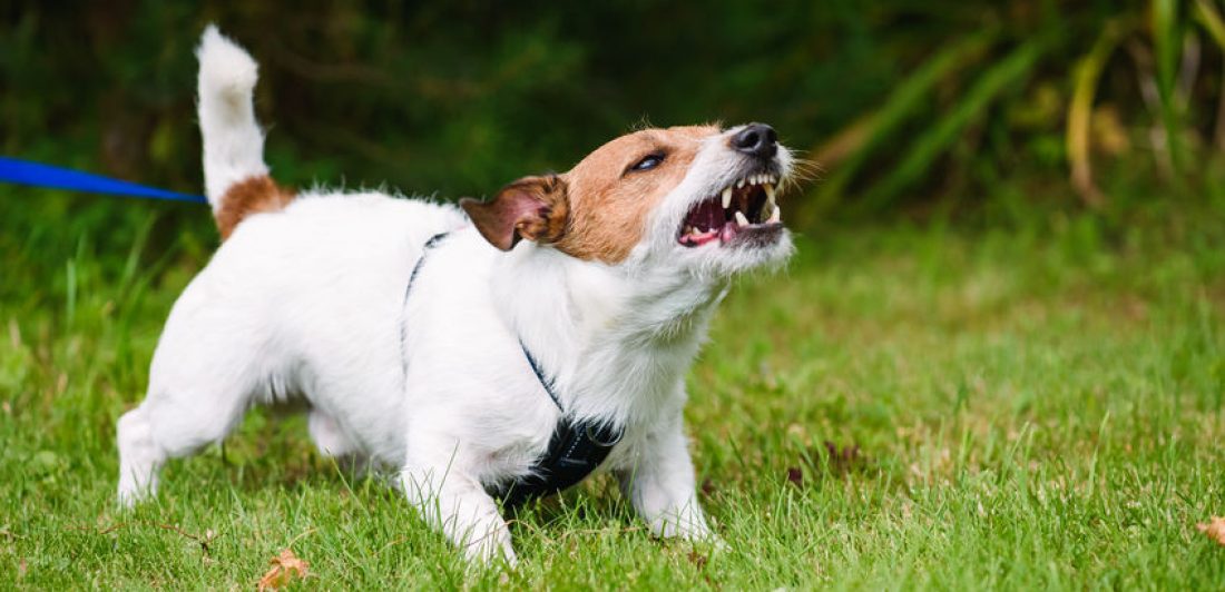 Angry dog aggressively barking and defending his  territory Image of an angry, snarling dog