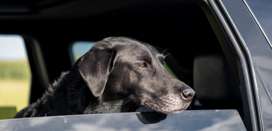 Black Labrador retriever dog sticking his head out the window, l Image of black labrador retriever sticking it's head out of a car window