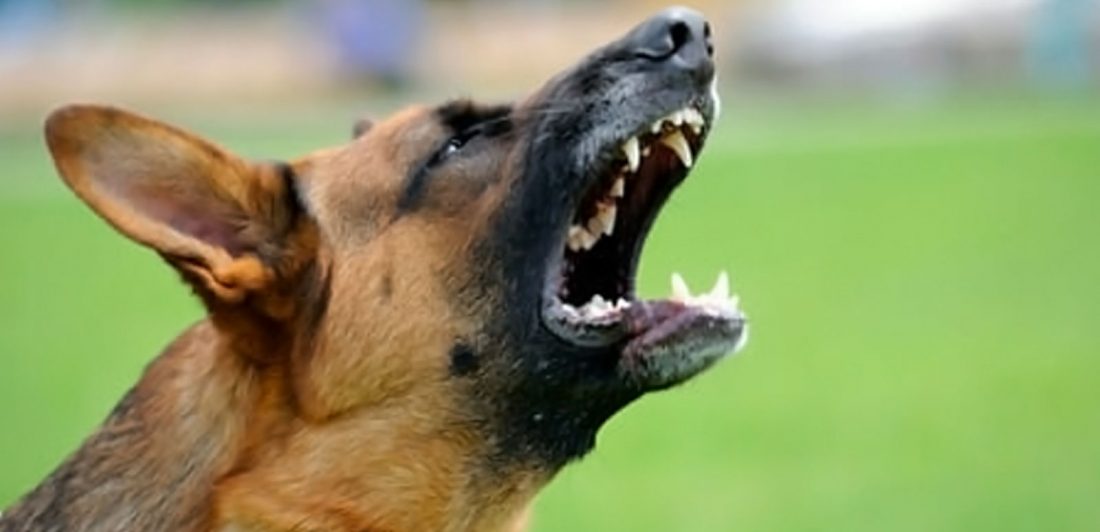 post-dog-bite-guide Image of an angry dog snarling